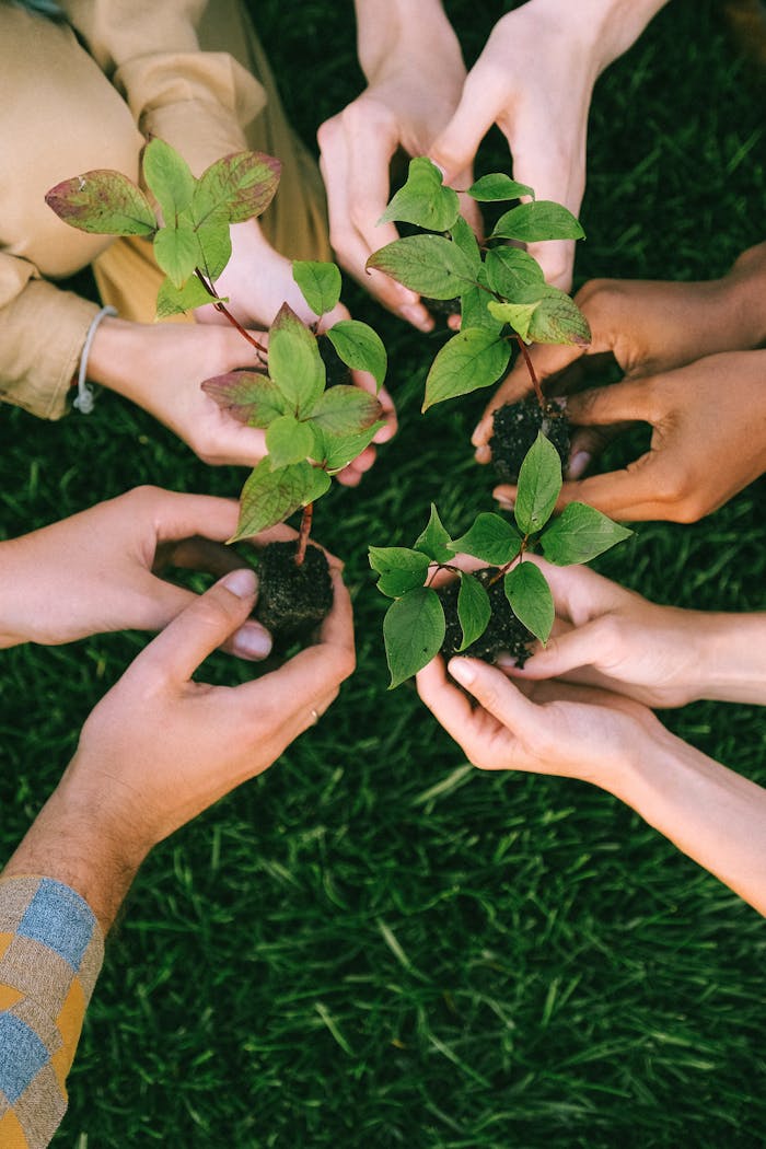 Services-01 Group of diverse people planting tree saplings together, symbolizing sustainability and teamwork.